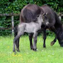 DE2023141025 - Ringo von der Feenhöhe