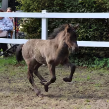 DE2023141025 - Ringo von der Feenhöhe
