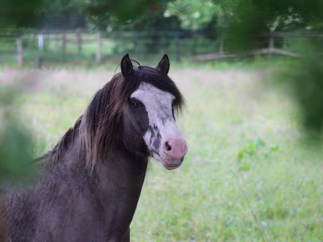DE201414374 - Indy vom Recherbusch